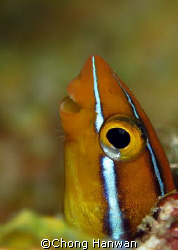 taken by canon G9...someone said it's smiling... by Chong Hanwan 